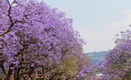 Pretoria