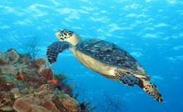 Cozumel