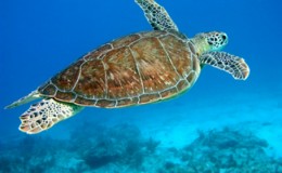 Green Turtle