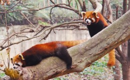 Chengdu
