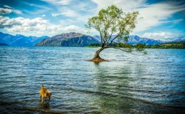 Wanaka