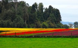 Chile