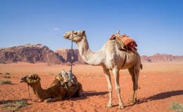 Jordania